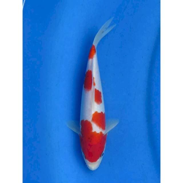 23cm - Red Kohaku