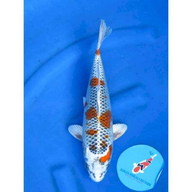31cm - Beni Ginga