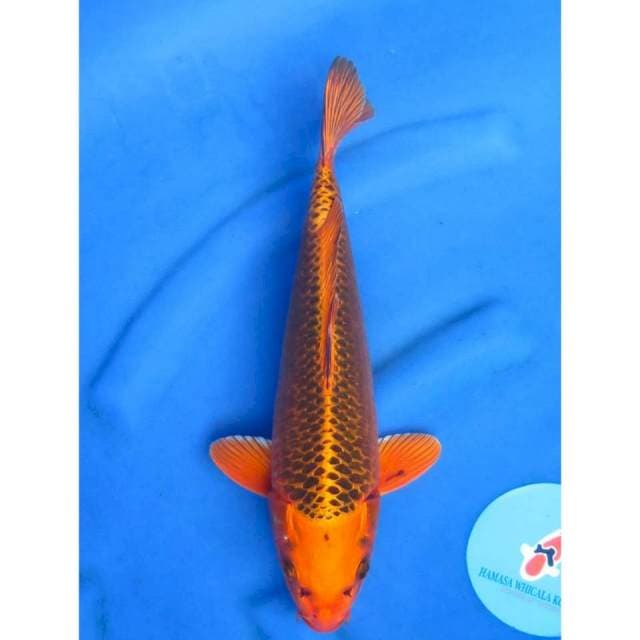 36cm - Gin Matsuba