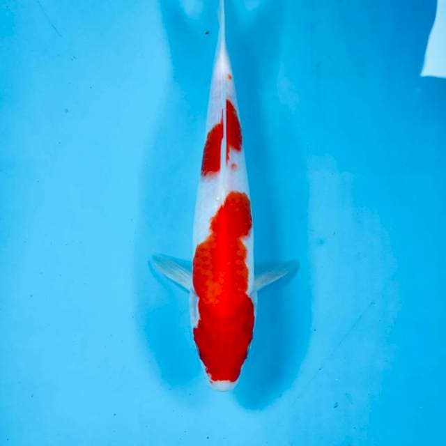 Kohaku, 26 cm