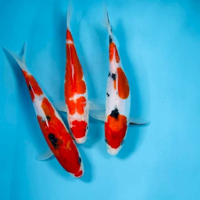 Mix koi, 25BU