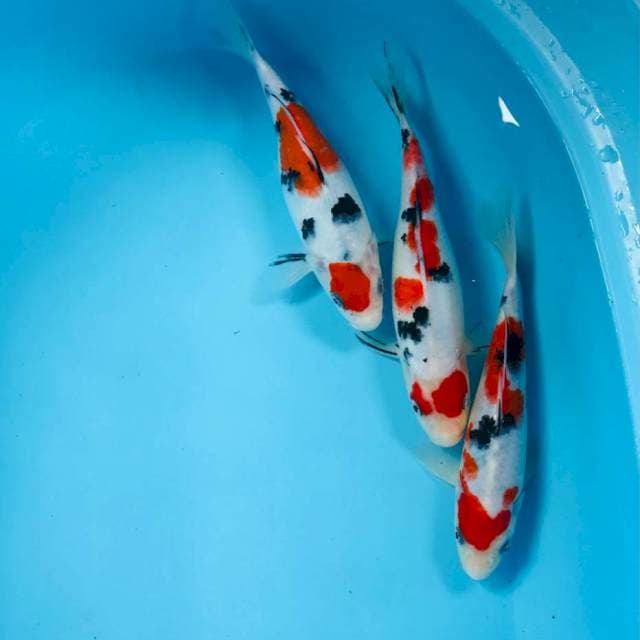 Mix Koi, 25BU