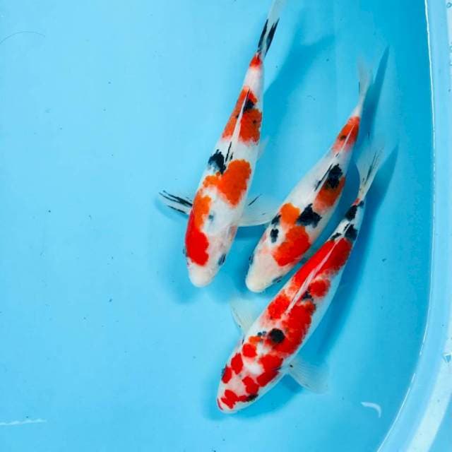 Mix koi, 25Bu