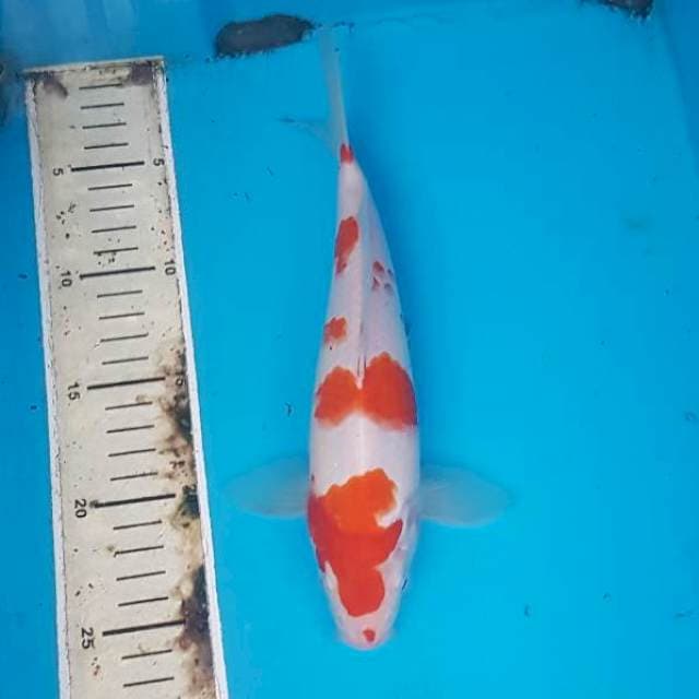 Kohaku