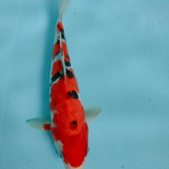 Sanke 23cm