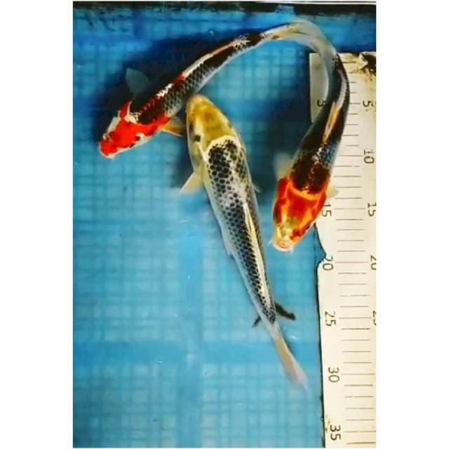 02# kujaku 23_26cm