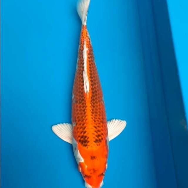 Kujaku 35cm