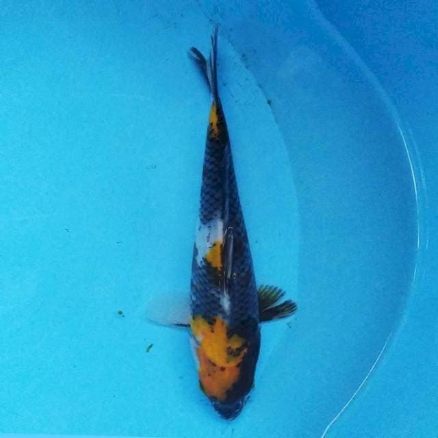 Showa 21 cm