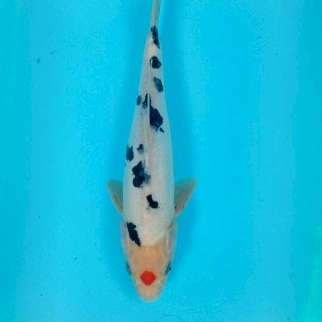 Tancho sanke ori 26 cm