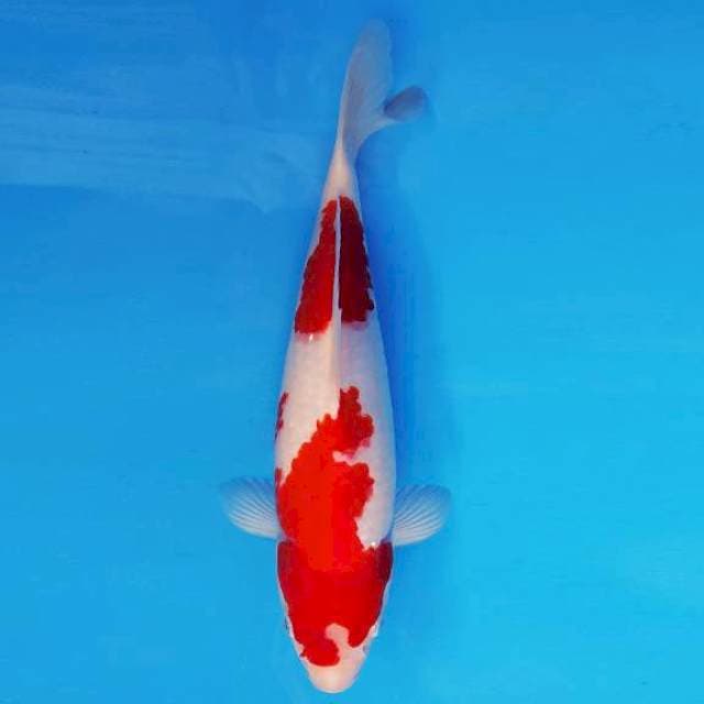 RONIN 13 - KOHAKU ®