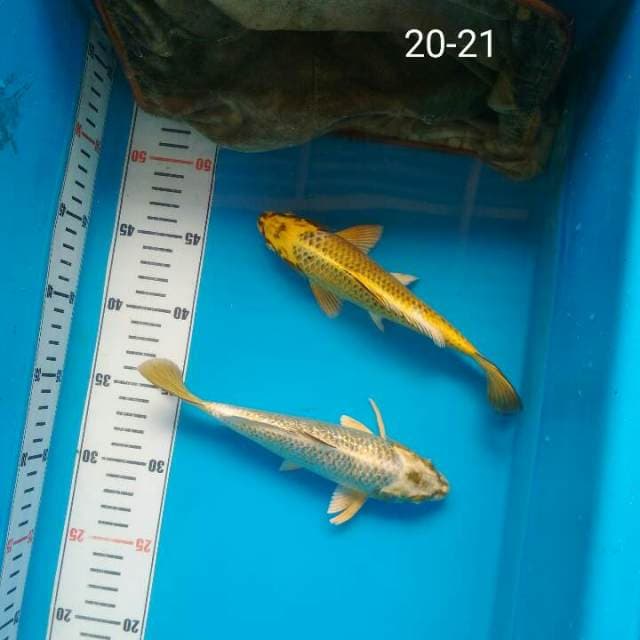 Duo racun