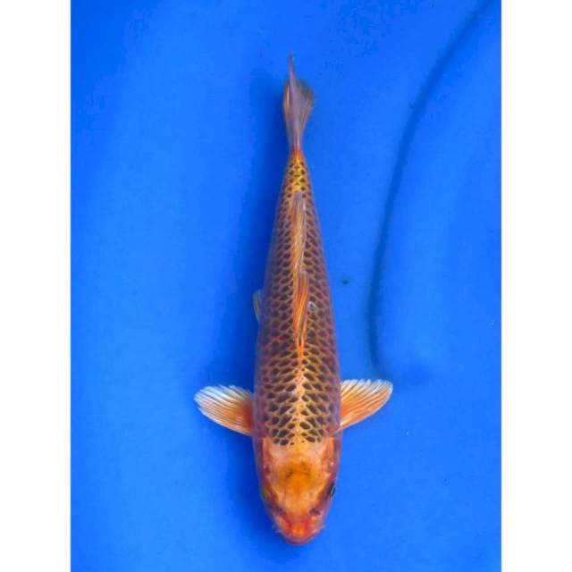Orenji Matsuba - 29cm Male