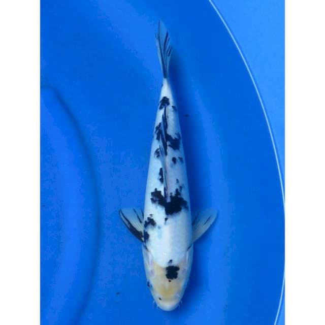Bekko - 35cm Male