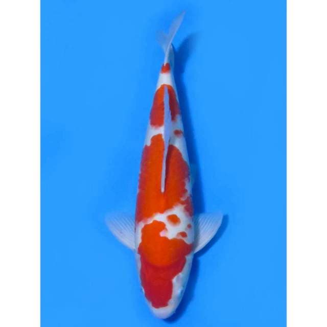 Kohaku Jumbo - 48cm male