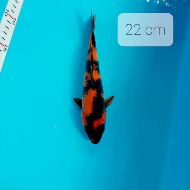 Utsuri 22 cm