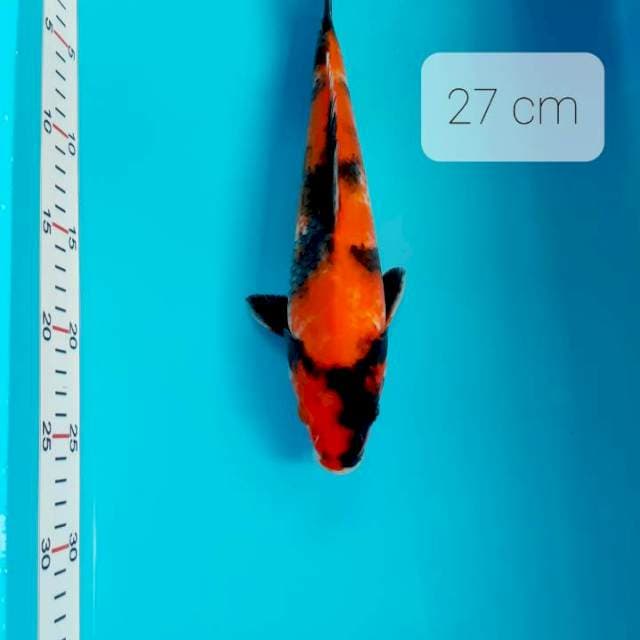 Sh 27 cm
