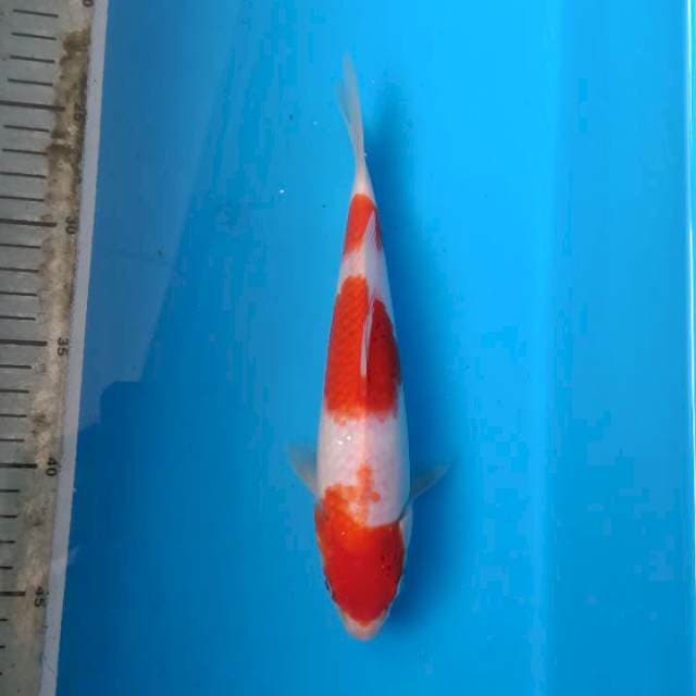Kohaku 3step original 24cm