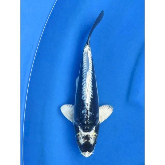 Kabuto Doitsu - 25cm Male