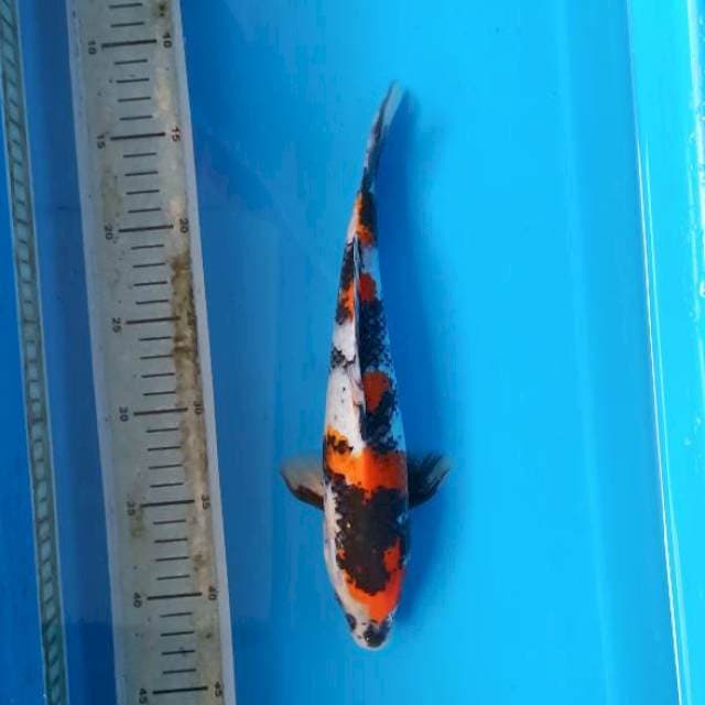 Kindai showa 4 step 30cm male