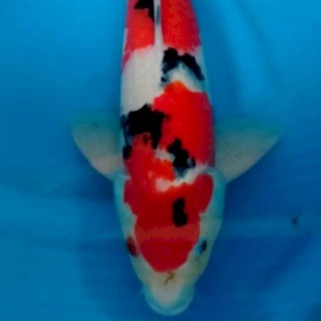 Sanke 48cm male strong