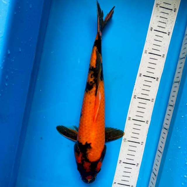 Utsuri 38cm