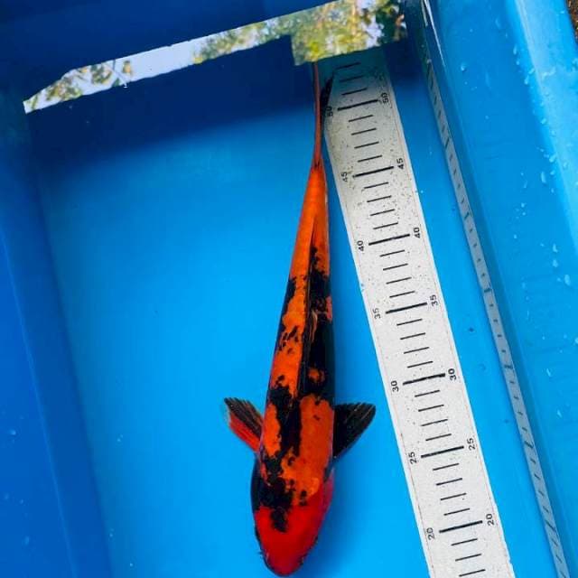 Utsuri doit 34cm