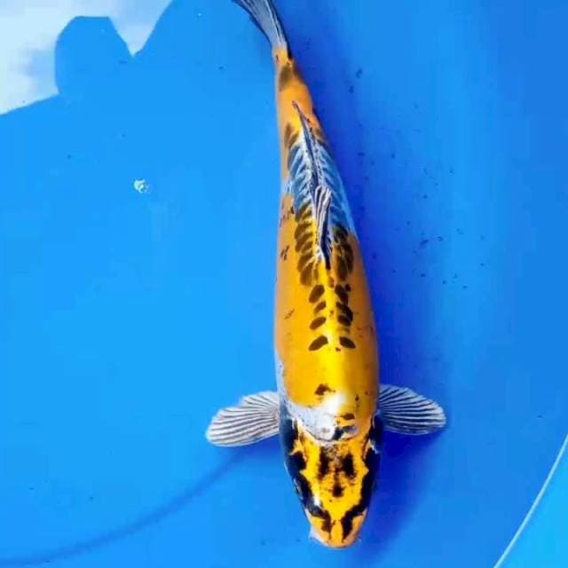 30cm KIN KIKOKURYU