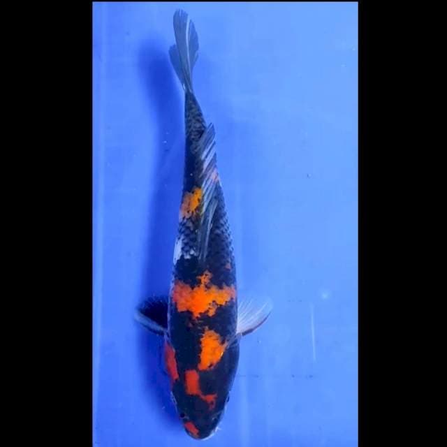 3. Showa // 26 cm