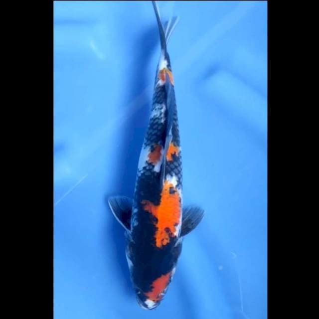 5. Showa Jantan // 28 cm