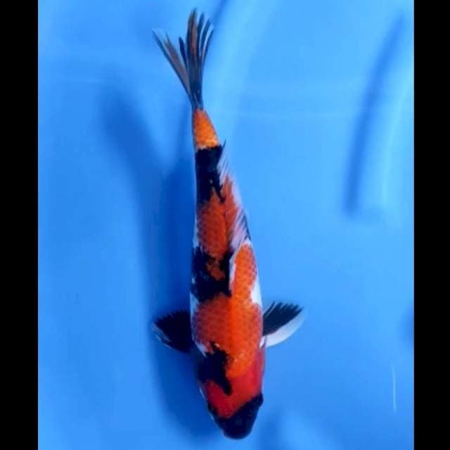 6. Hi Showa Bodi Bagus // 30 cm