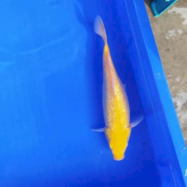 Karashi ginrin 29 cm bulky punuk