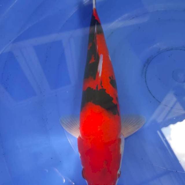 Showa Nice Pattern 34cm Male
