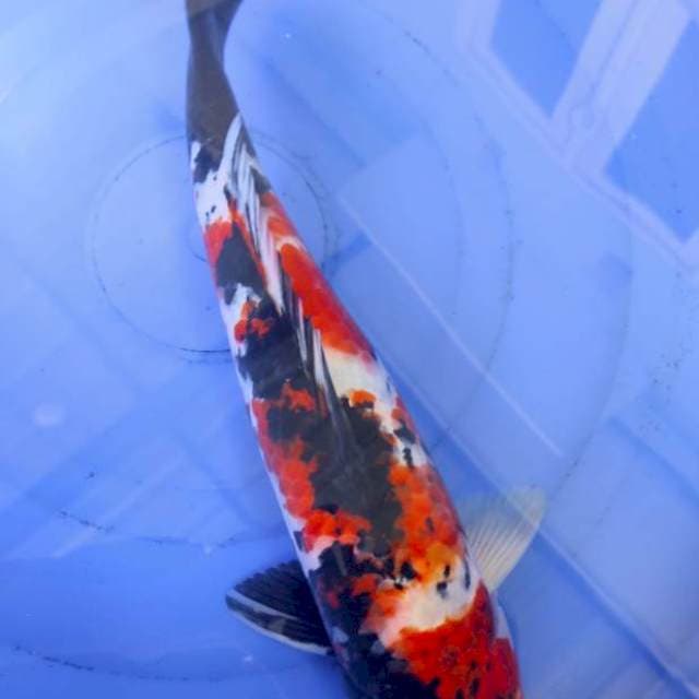 Showa Sanshoku 40cm