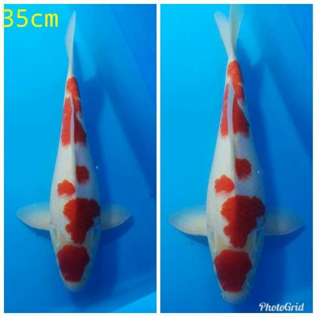 Maruten kohaku