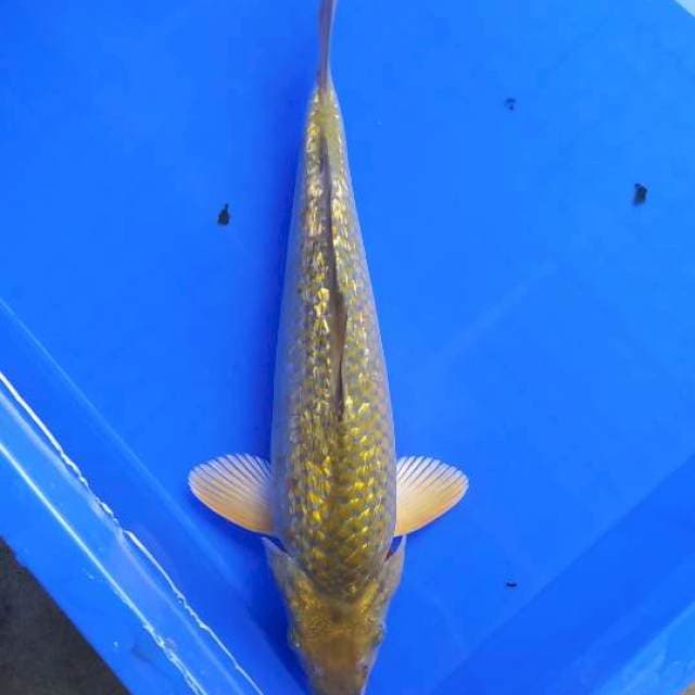 Midorigoi 31 cm ginrin punuk
