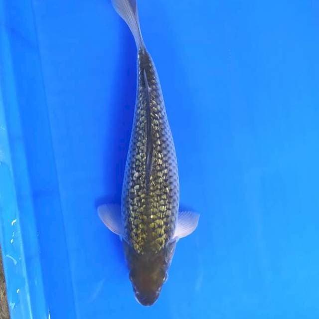 Soragoi 31 cm ginrin punuk
