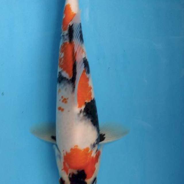 Male 28 cm