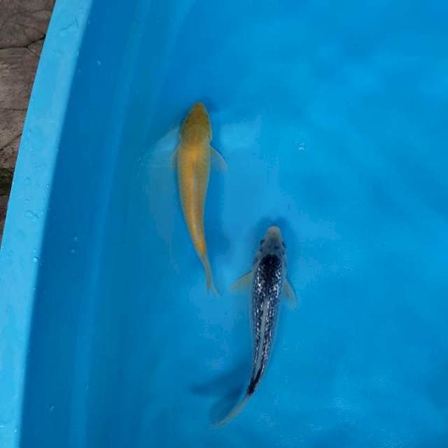 Antik gindrin vs karasi