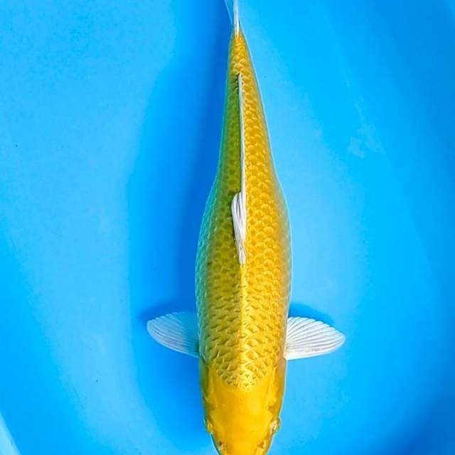 Yamabuki Ogon Jumbo super 51,5cm
