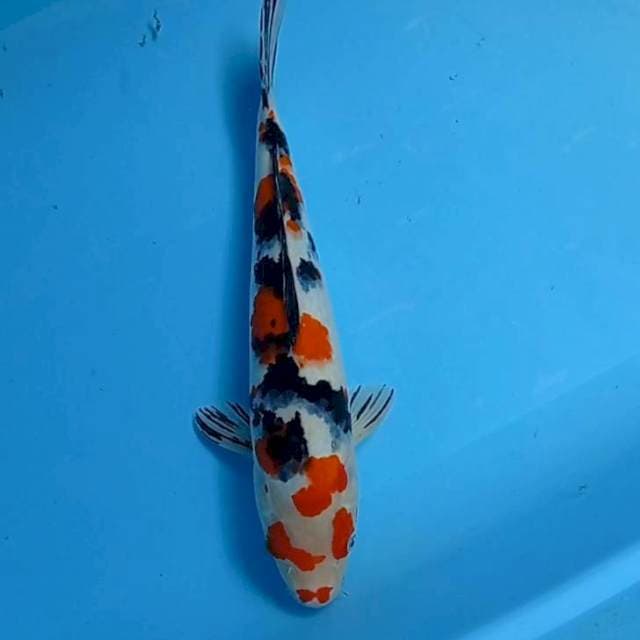 Sanke Unik 36,5 cm Topeng