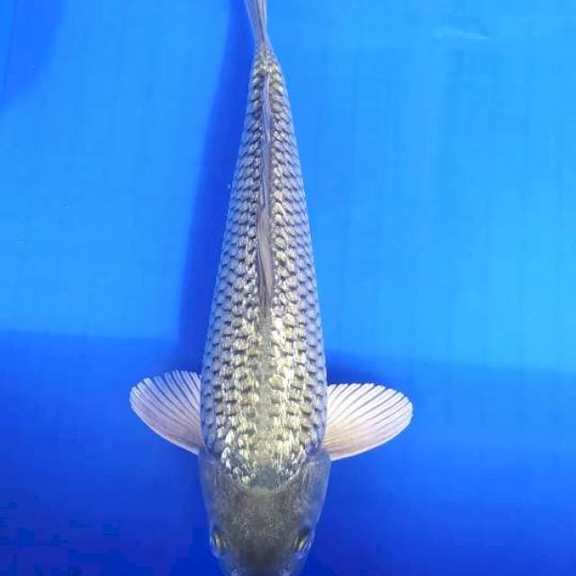Soragoi 28 cm ginrin punuk