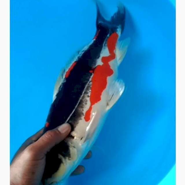 Beni kiko antix