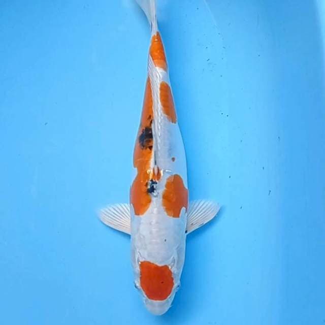 Maruten Yamato nishiki 34 cm