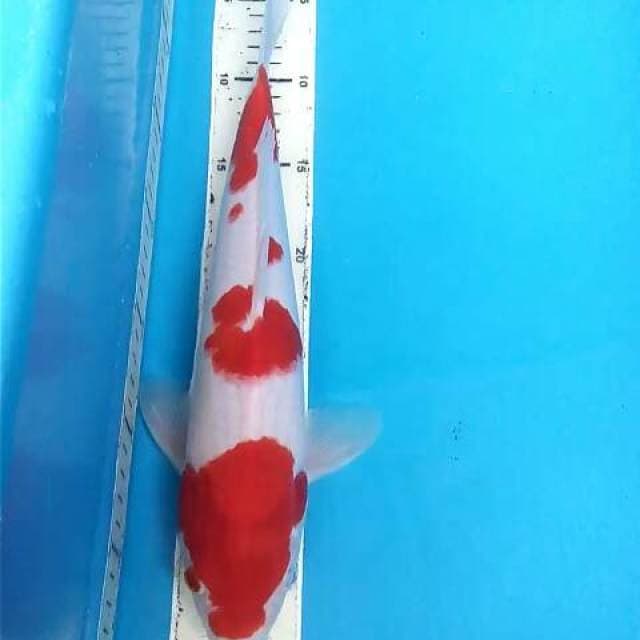 Kohaku 33cm male