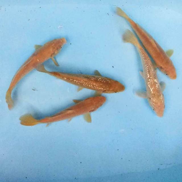 Paket 17-18 cm