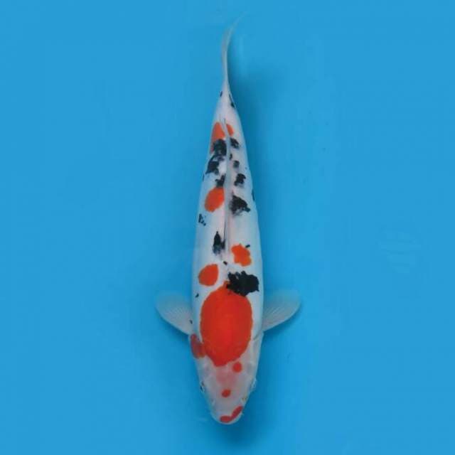 Sanke 32 cm