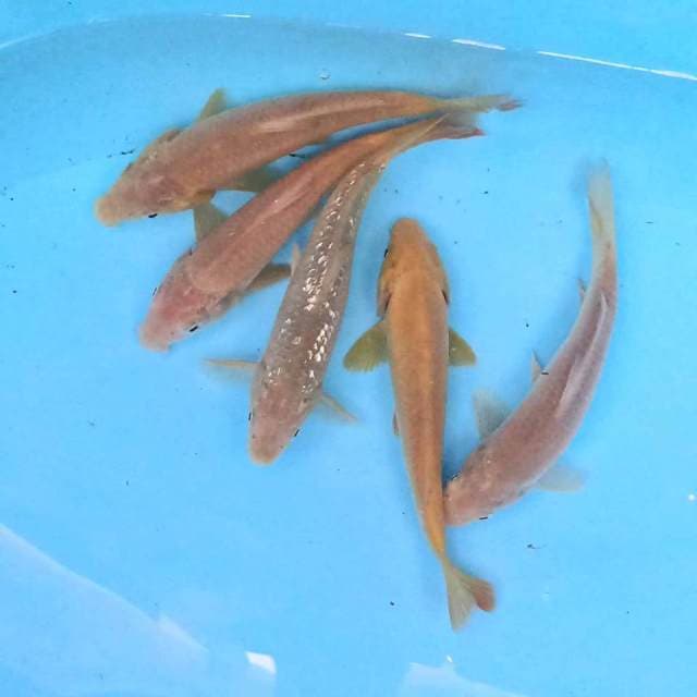Paket 17-18 cm
