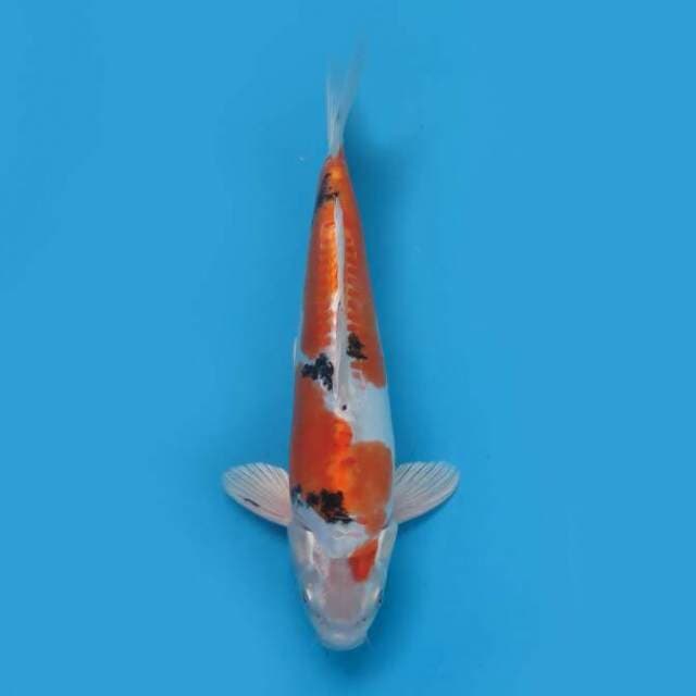Yamato nishiki 35 cm