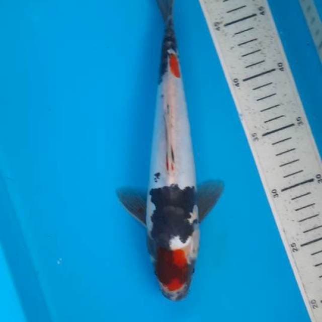 Showa doit 29cm