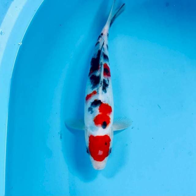 Sanke, 24 cm